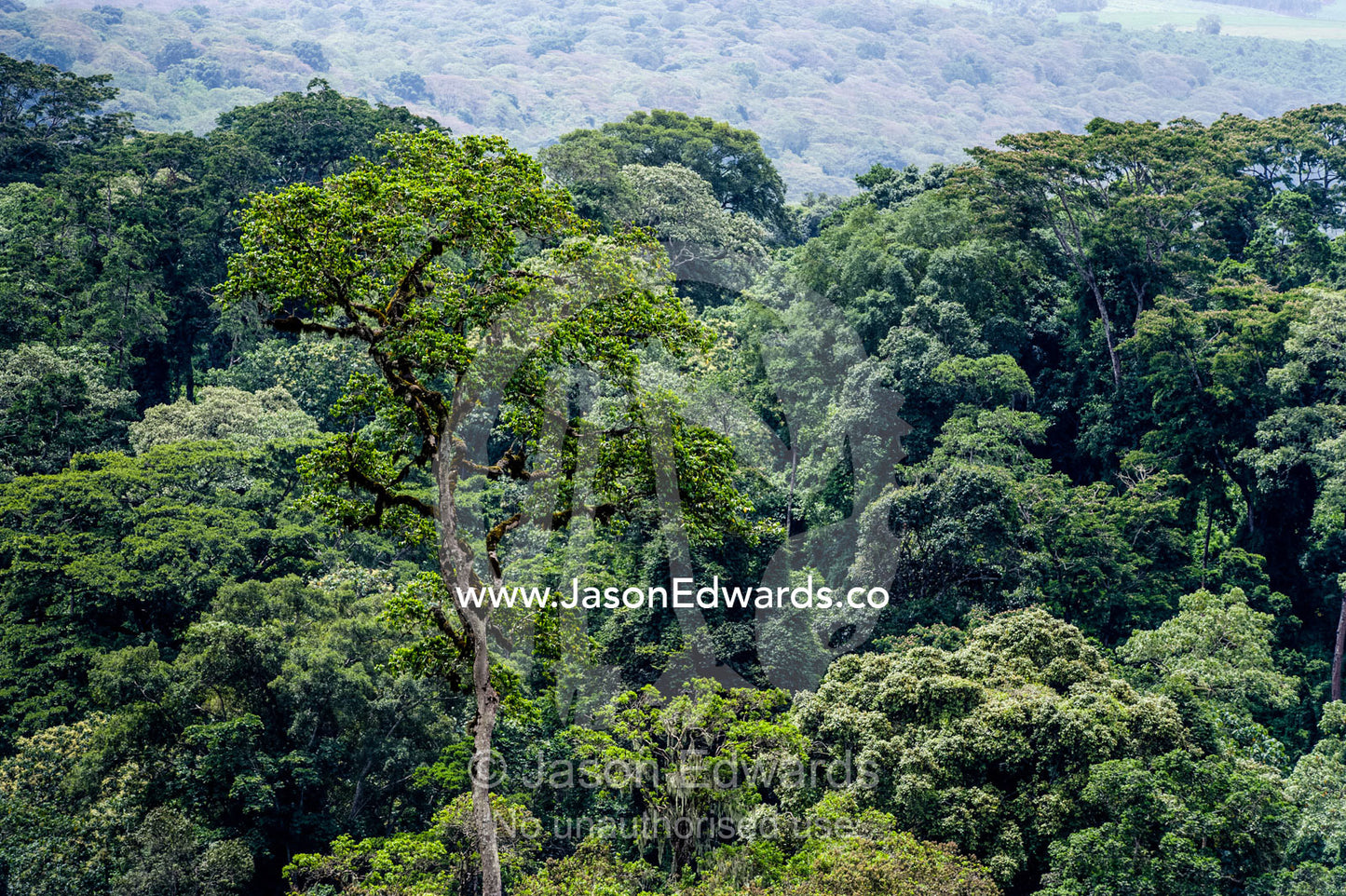 Dense evergreen forests and highland trees cover the steep slopes of a volcano crater. Ngorongoro Crater, Ngorongoro Conservation Area, Ngorongoro District, Tanzania.