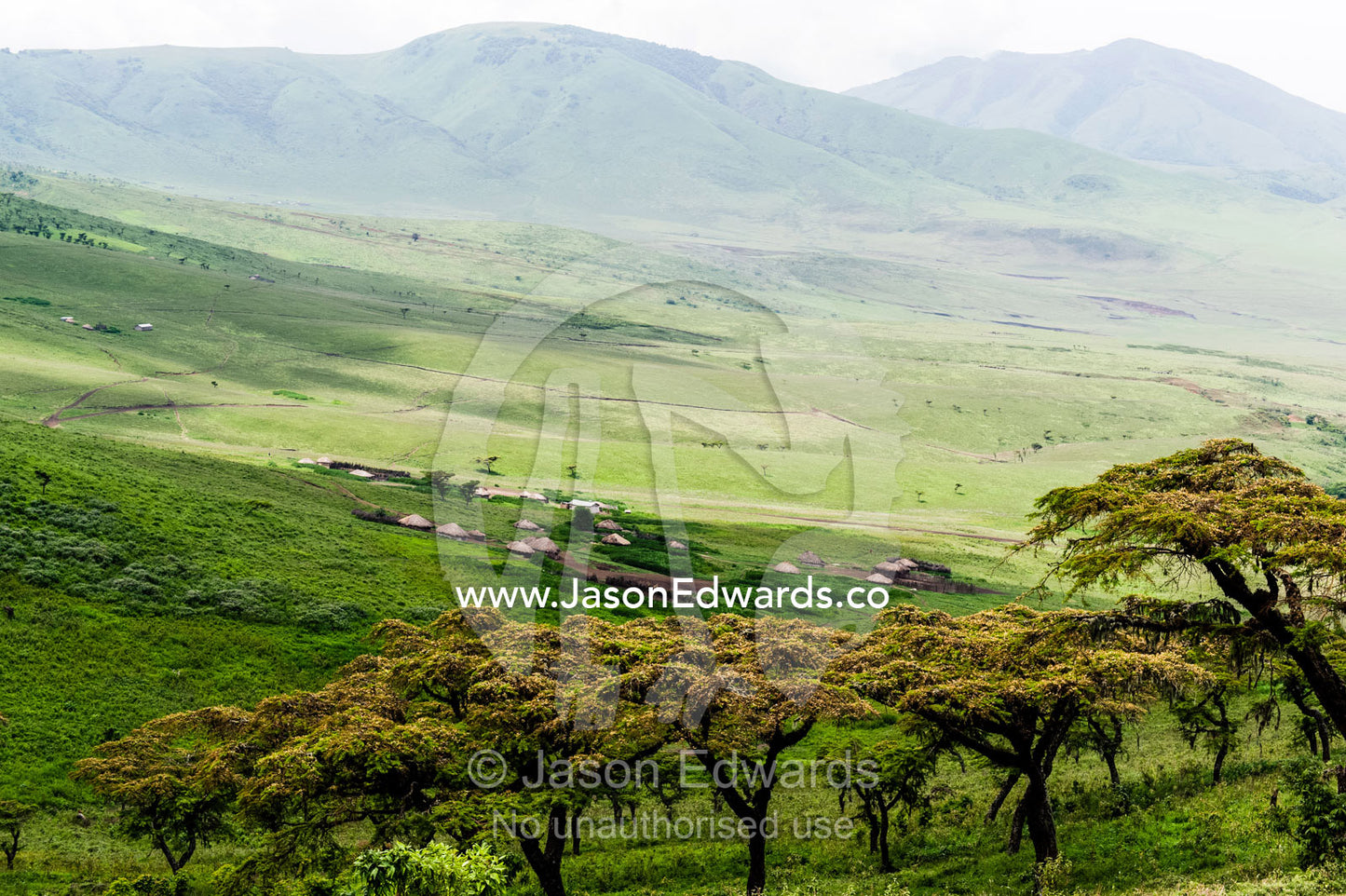 Acacia trees overlook a Maasai boma village and savannah plain. Ngorongoro Crater, Ngorongoro Conservation Area, Ngorongoro District, Tanzania.