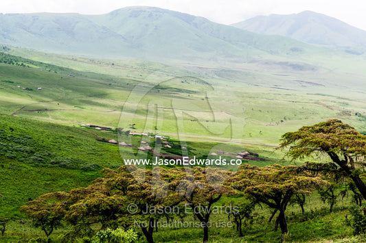 Acacia trees overlook a Maasai boma village and savannah plain. Ngorongoro Crater, Ngorongoro Conservation Area, Ngorongoro District, Tanzania.