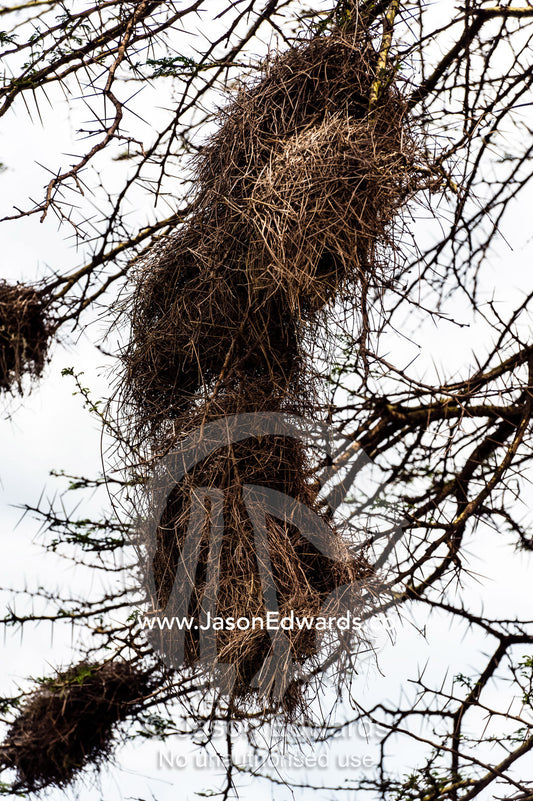 A Weaver bird nest made of dry grass with tunnel entrances and exits. Ngorongoro Crater, Ngorongoro Conservation Area, Ngorongoro District, Tanzania.