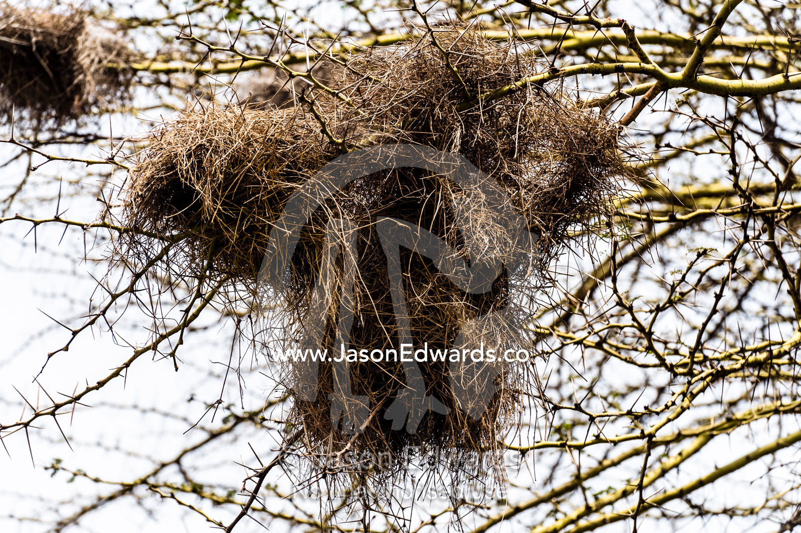 A Weaver bird nest made of dry grass with tunnel entrances and exits. Ngorongoro Crater, Ngorongoro Conservation Area, Ngorongoro District, Tanzania.