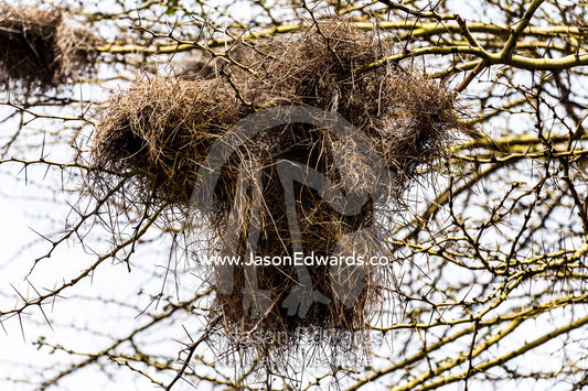 A Weaver bird nest made of dry grass with tunnel entrances and exits. Ngorongoro Crater, Ngorongoro Conservation Area, Ngorongoro District, Tanzania.