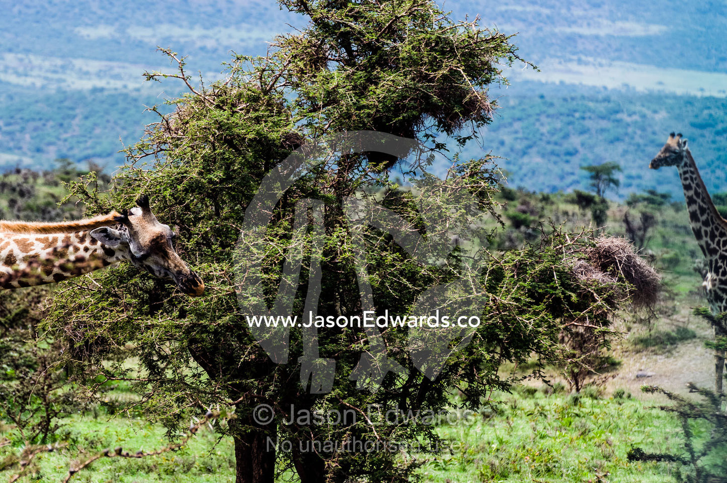 A Giraffe browsing on the canopy of a thorny acacia tree Ngorongoro Crater, Ngorongoro Conservation Area, Ngorongoro District, Tanzania.