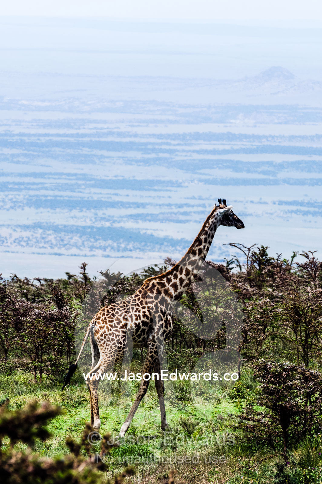 A Giraffe migrates through an acacia woodland on a mountaintop overlooking the savannah plain. Ngorongoro Crater, Ngorongoro Conservation Area, Ngorongoro District, Tanzania.