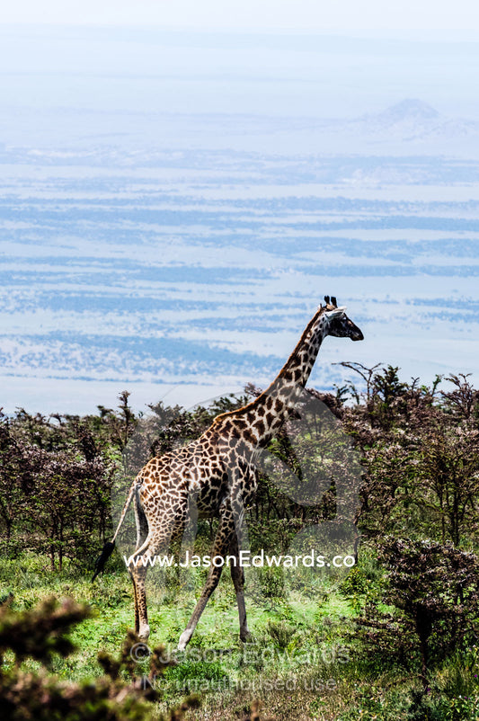 A Giraffe migrates through an acacia woodland on a mountaintop overlooking the savannah plain. Ngorongoro Crater, Ngorongoro Conservation Area, Ngorongoro District, Tanzania.