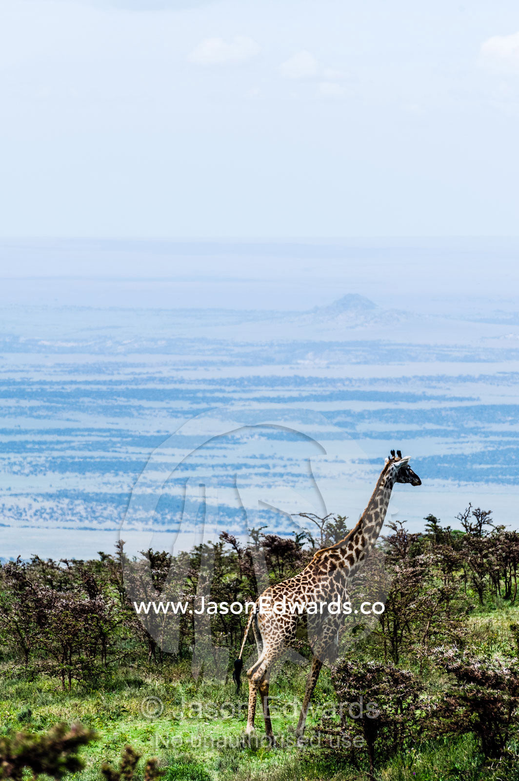 A Giraffe migrates through an acacia woodland on a mountaintop overlooking the savannah plain. Ngorongoro Crater, Ngorongoro Conservation Area, Ngorongoro District, Tanzania.