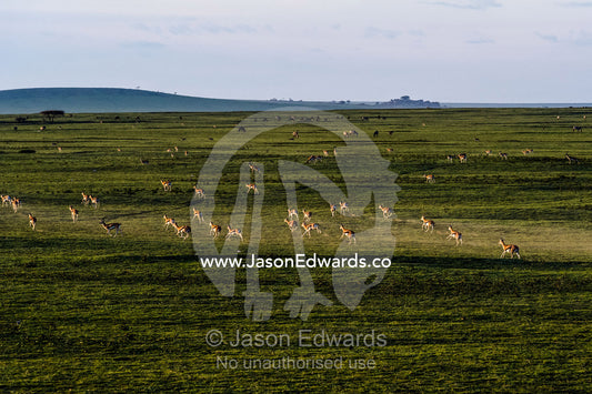 When threatened a herd of Thomson's Gazelle run across the savannah plain at sunset kicking up dust. Ngorongoro Conservation Area, Ngorongoro District, Tanzania.