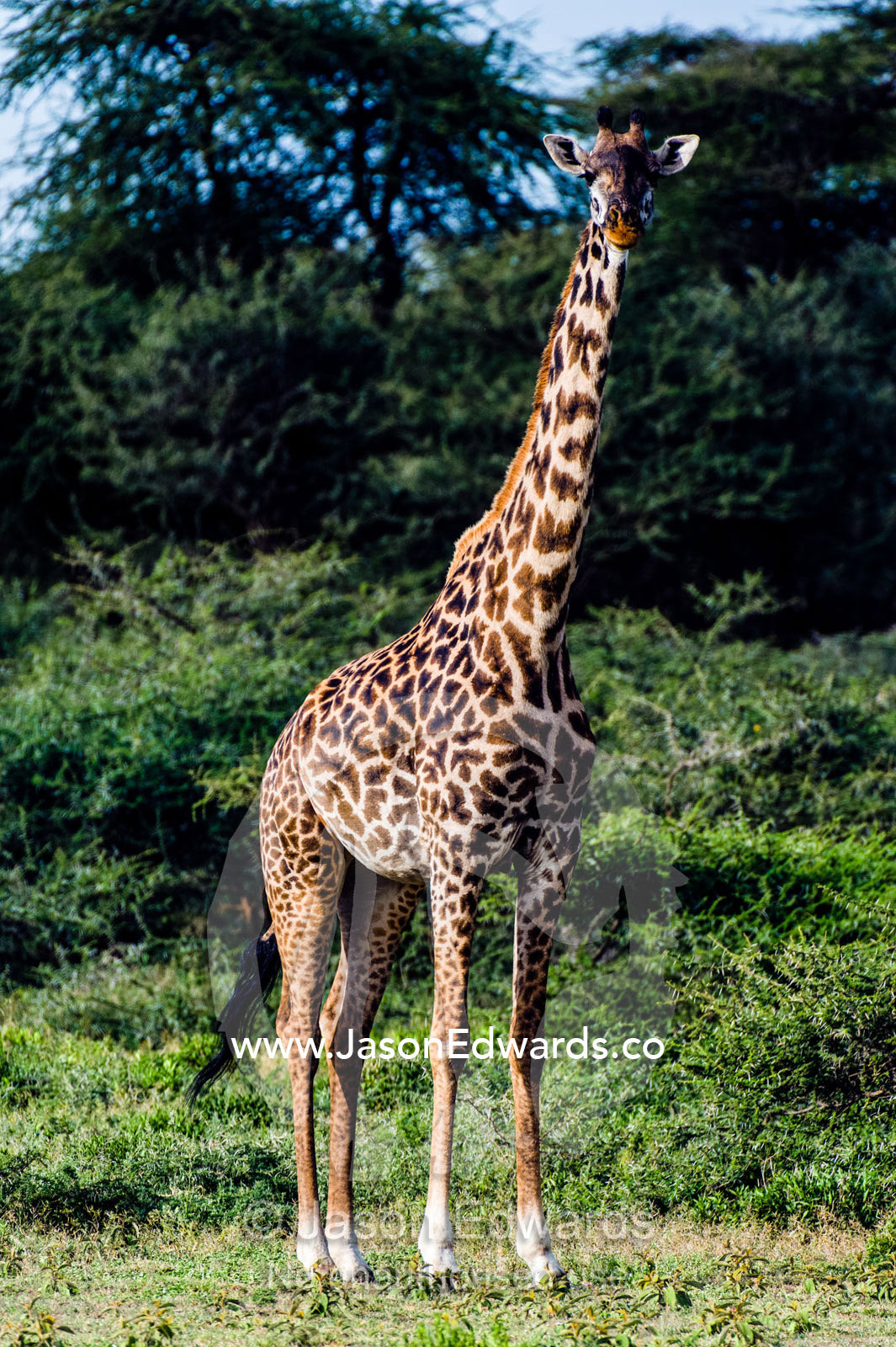 The beautiful coat markings on the hide of a Giraffe standing in a woodland clearing. Ngorongoro Conservation Area, Ngorongoro District, Tanzania.