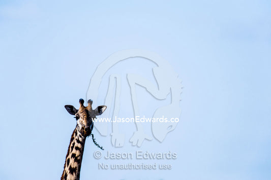 A Giraffe chewing on a spiky Acacia tree branch hanging out of it's mouth. Ngorongoro Conservation Area, Ngorongoro District, Tanzania.