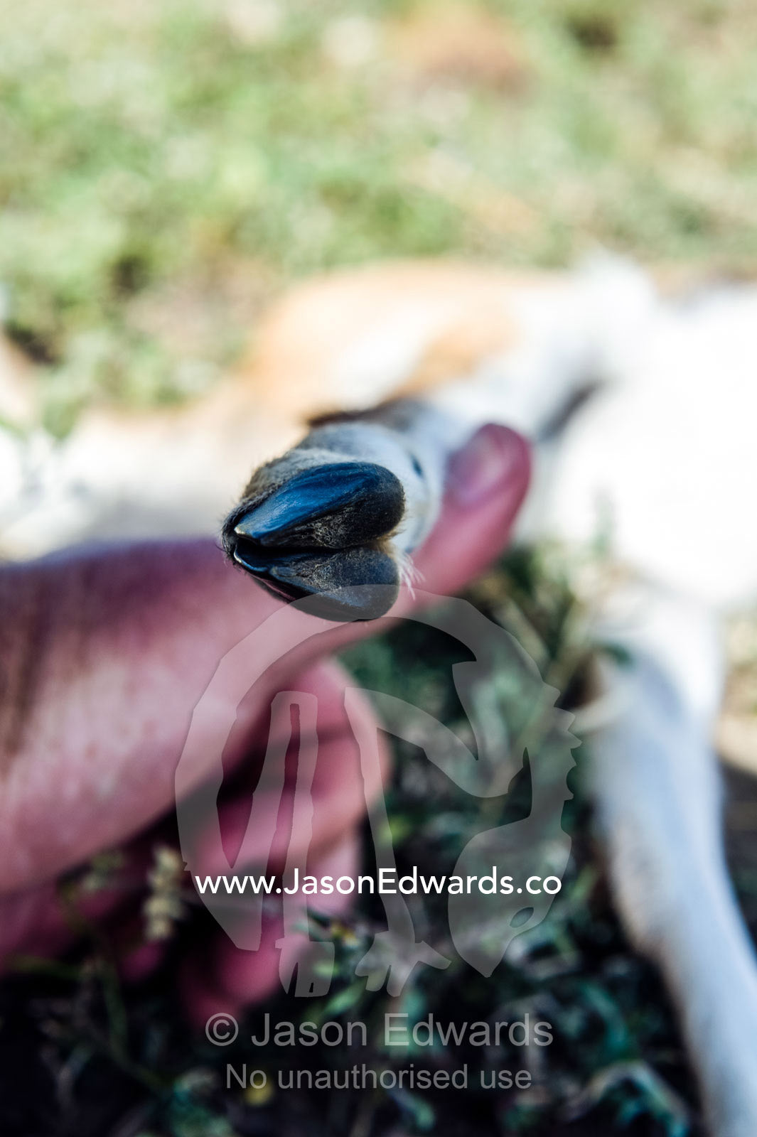 A tiny splayed hoof of a dead Thomson's Gazelle fawn abandoned on the savannah plain after being killed by a predator. Ngorongoro Conservation Area, Ngorongoro District, Tanzania.