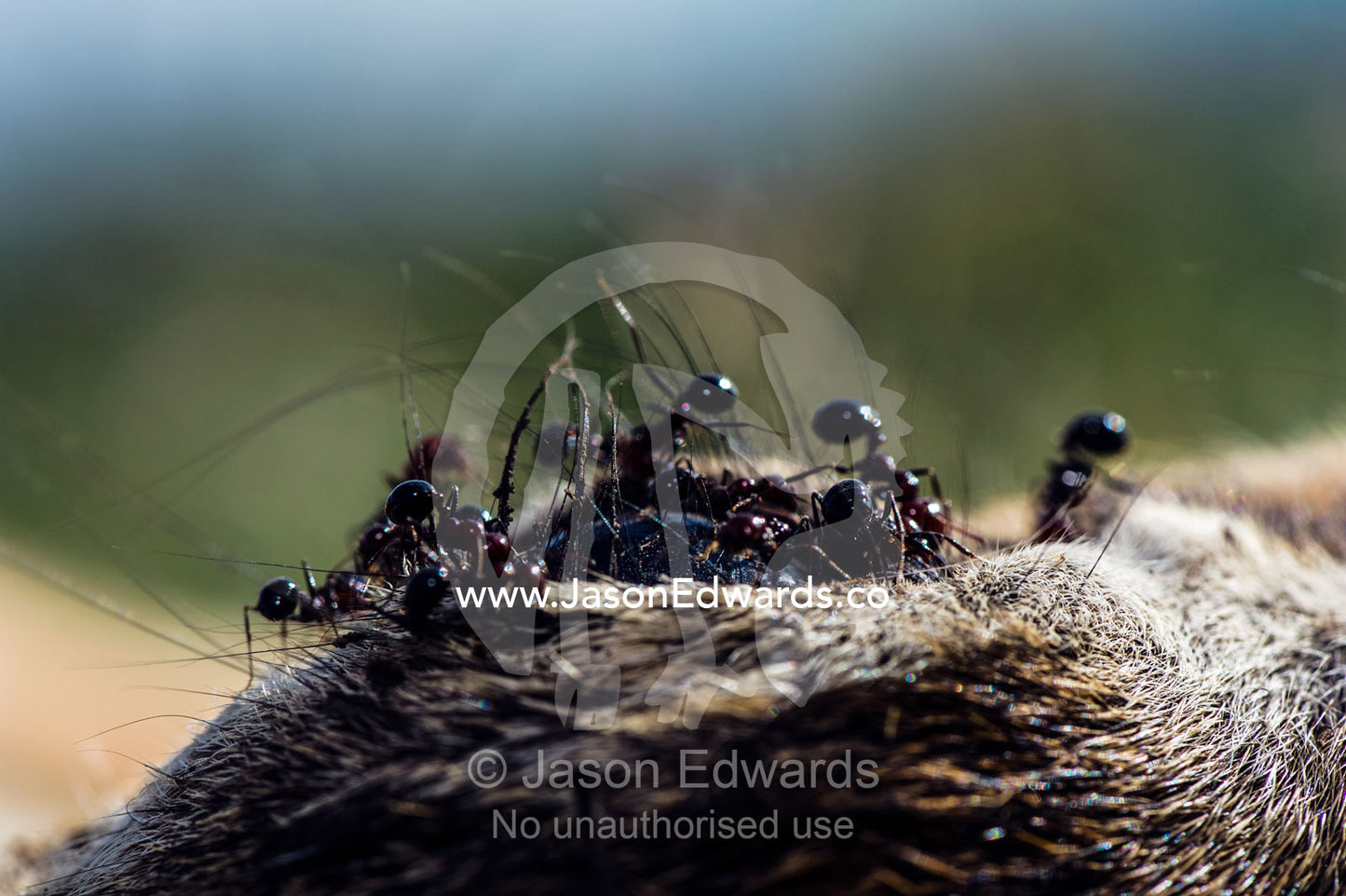 Ants feeding on the eyeball of a dead Thomson's Gazelle fawn abandoned on the savannah plain after being killed by a predator. Ngorongoro Conservation Area, Ngorongoro District, Tanzania.