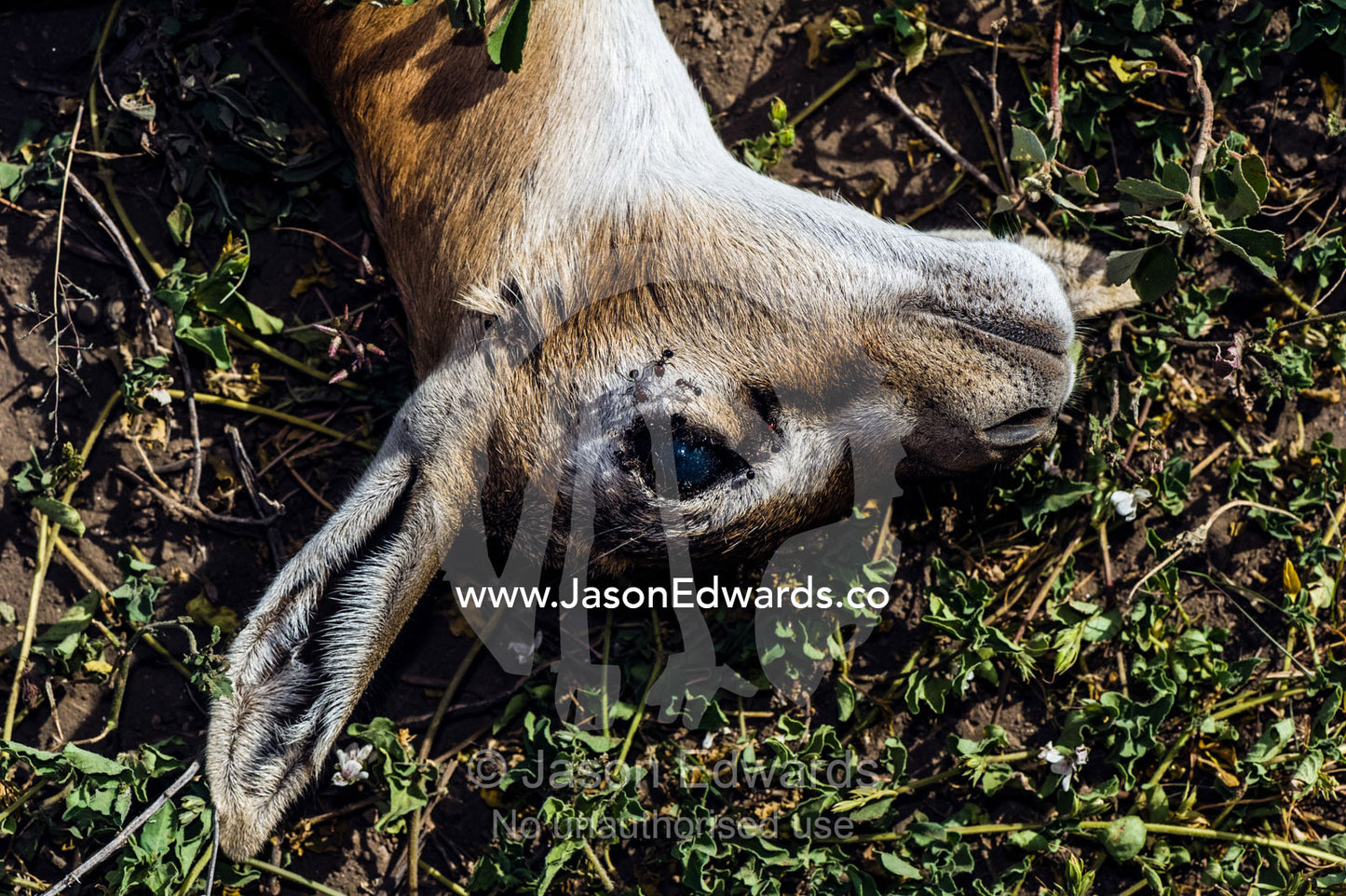 The head and ear of a dead Thomson's Gazelle fawn abandoned on the savannah plain after being killed by a predator. Ngorongoro Conservation Area, Ngorongoro District, Tanzania.