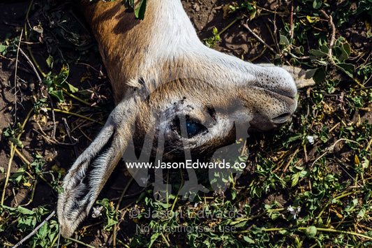 The head and ear of a dead Thomson's Gazelle fawn abandoned on the savannah plain after being killed by a predator. Ngorongoro Conservation Area, Ngorongoro District, Tanzania.