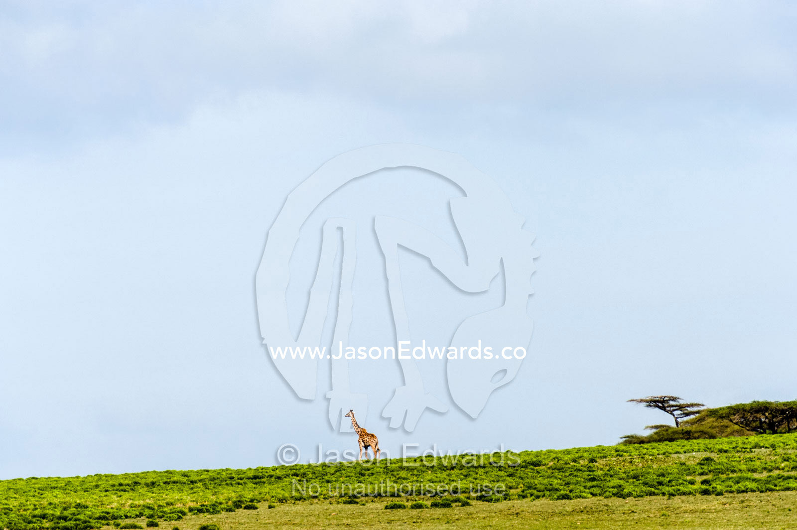 A Giraffe walking down the slope of a hill on the savannah beneath a blue sky. Ngorongoro Conservation Area, Ngorongoro District, Tanzania.