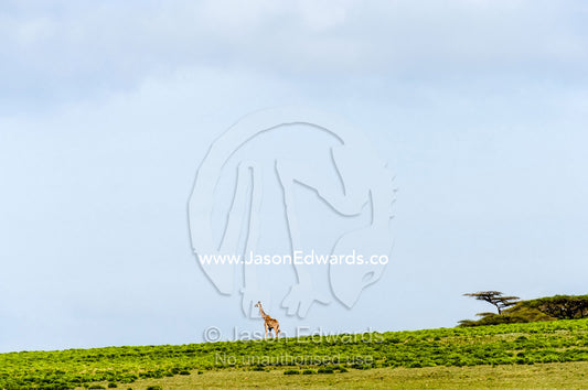 A Giraffe walking down the slope of a hill on the savannah beneath a blue sky. Ngorongoro Conservation Area, Ngorongoro District, Tanzania.
