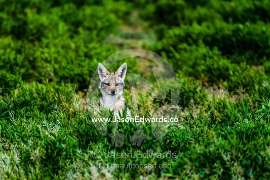 An alert Golden Jackal with ears pricked emerges from a field of low shrubs. Ngorongoro Conservation Area, Ngorongoro District, Tanzania.
