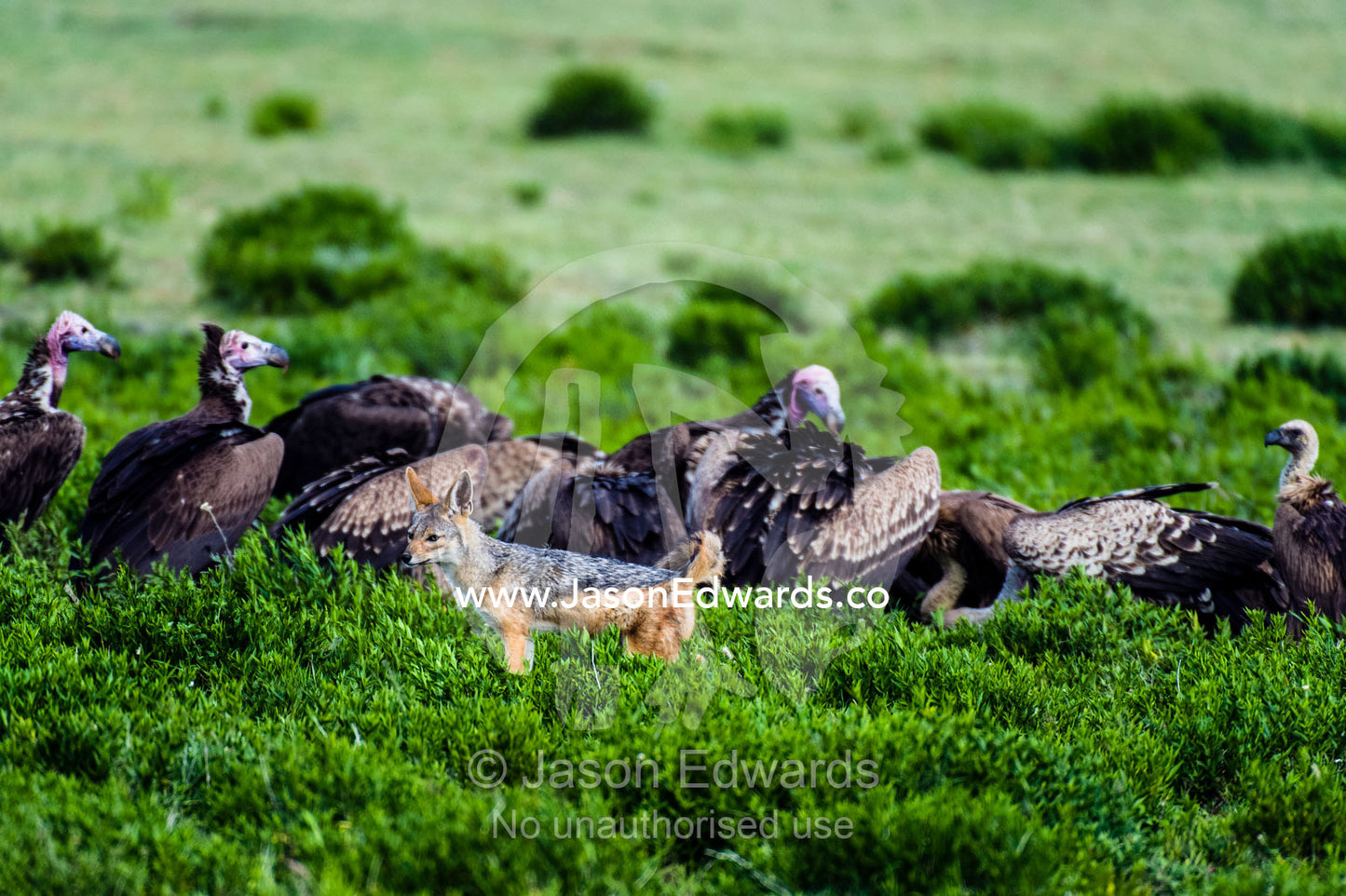 A Black-backed Jackal surveys a flock of Lappet-faced Vultures and Ruppell's Vultures feeding on a Wildebeest carcass. Ngorongoro Conservation Area, Ngorongoro District, Tanzania.