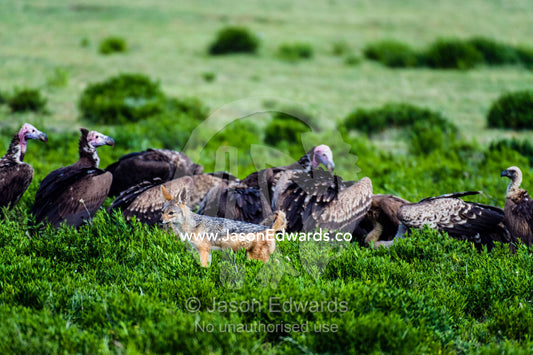 A Black-backed Jackal surveys a flock of Lappet-faced Vultures and Ruppell's Vultures feeding on a Wildebeest carcass. Ngorongoro Conservation Area, Ngorongoro District, Tanzania.