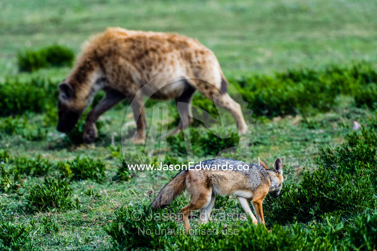 A Black-backed Jackal lurks around a Spotted Hyena feeding on a Blue Wildebeest carcass Ngorongoro Conservation Area, Ngorongoro District, Tanzania.