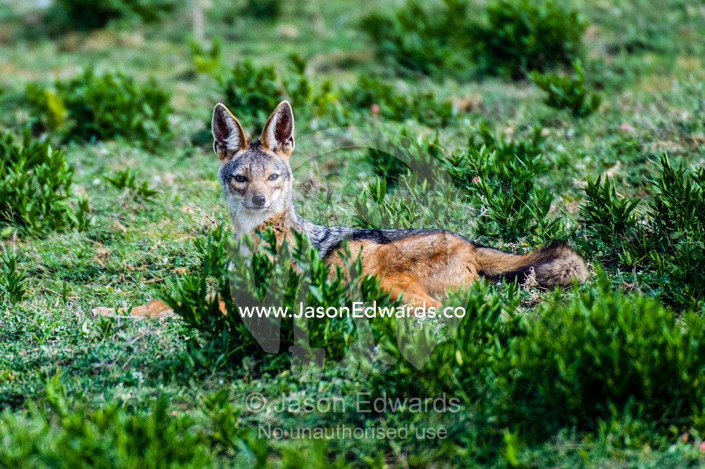 An alert Black-backed Jackal resting after feeding on a Blue Wildebeest carcass. Ngorongoro Conservation Area, Ngorongoro District, Tanzania.