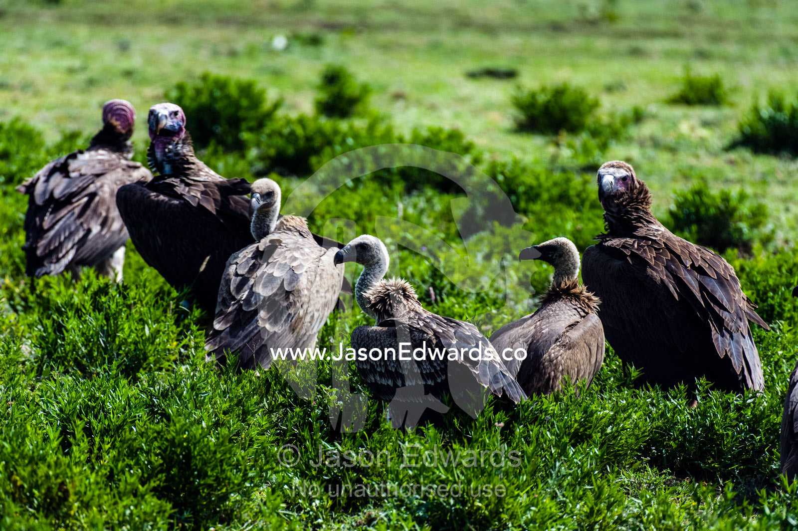 A flock of Ruppell's Vultures and Lappet-faced Vultures wait to feed on a Blue Wildebeest carcass. Ngorongoro Conservation Area, Ngorongoro District, Tanzania.