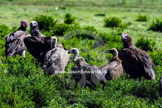 A flock of Ruppell's Vultures and Lappet-faced Vultures wait to feed on a Blue Wildebeest carcass. Ngorongoro Conservation Area, Ngorongoro District, Tanzania.
