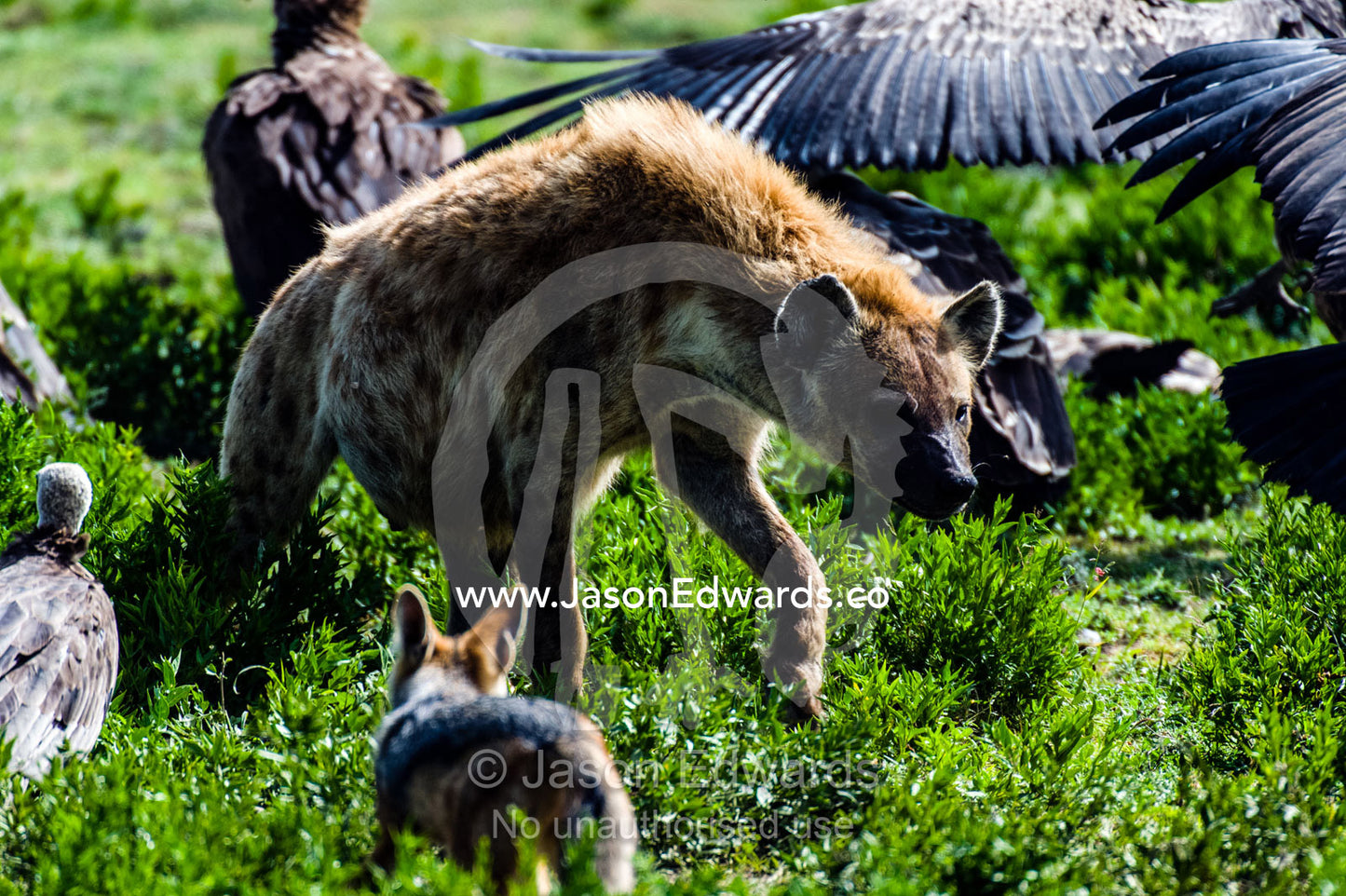 A fat-bellied Spotted Hyena chasing vultures and a Black-backed Jackal away from a Blue Wildebeest carcass. Ngorongoro Conservation Area, Ngorongoro District, Tanzania.