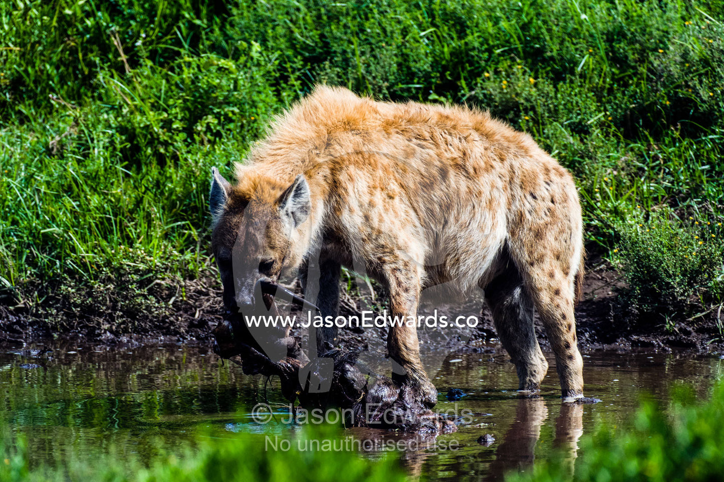 A fat-bellied Spotted Hyena dragging the head of a Blue Wildebeest carcass by the horns through a waterhole. Ngorongoro Conservation Area, Ngorongoro District, Tanzania.