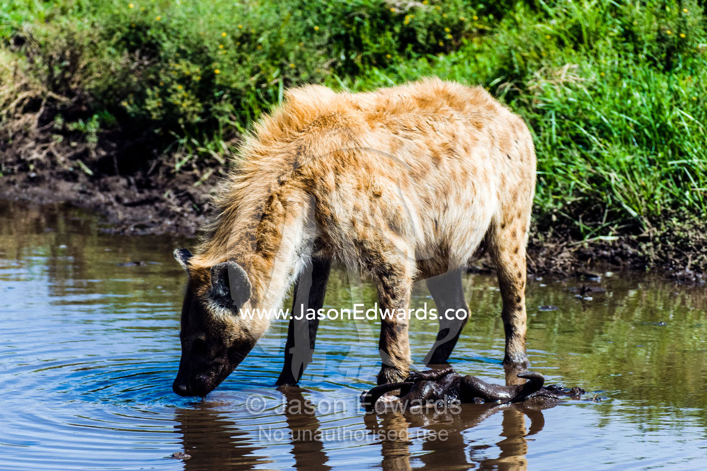 A fat-bellied Spotted Hyena drinking from a waterhole after feeding on a Blue Wildebeest carcass. Ngorongoro Conservation Area, Ngorongoro District, Tanzania.