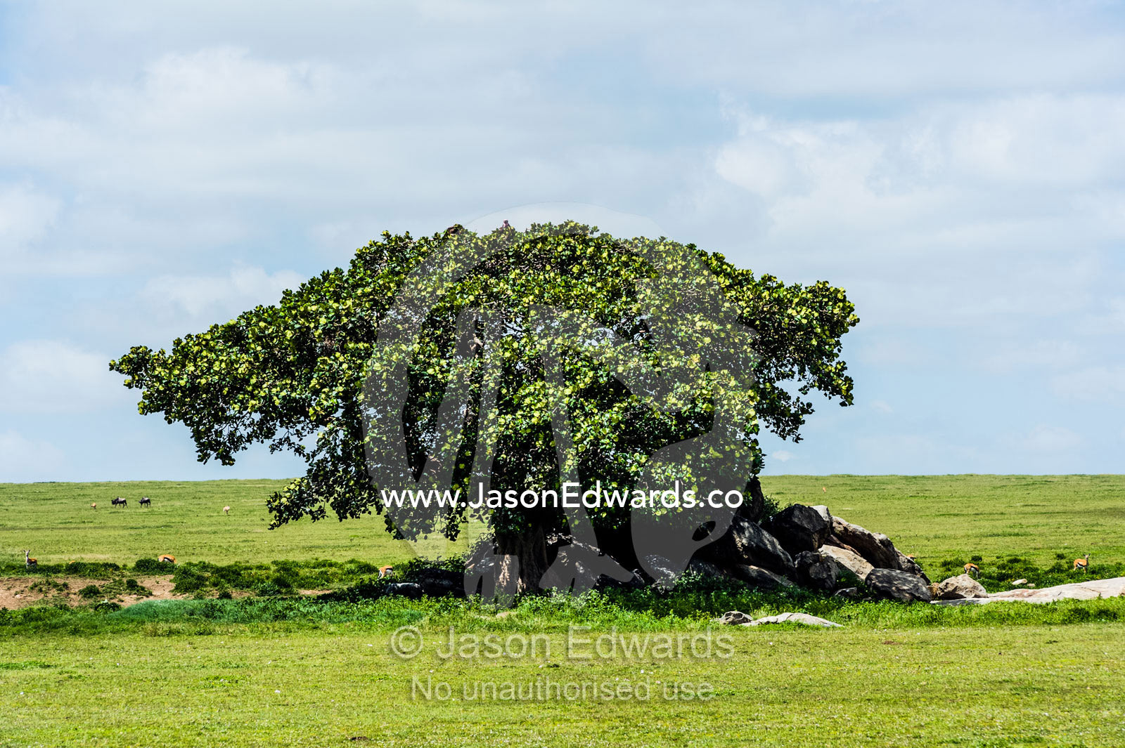 A Rock Fig provides shelter for wildlife on a granite outcrop known as a kopje on the savannah plain. Ngorongoro Conservation Area, Ngorongoro District, Tanzania.