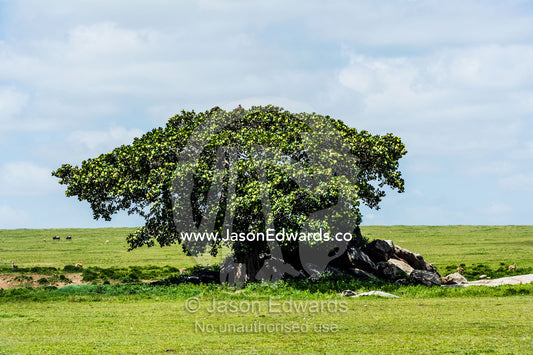 A Rock Fig provides shelter for wildlife on a granite outcrop known as a kopje on the savannah plain. Ngorongoro Conservation Area, Ngorongoro District, Tanzania.
