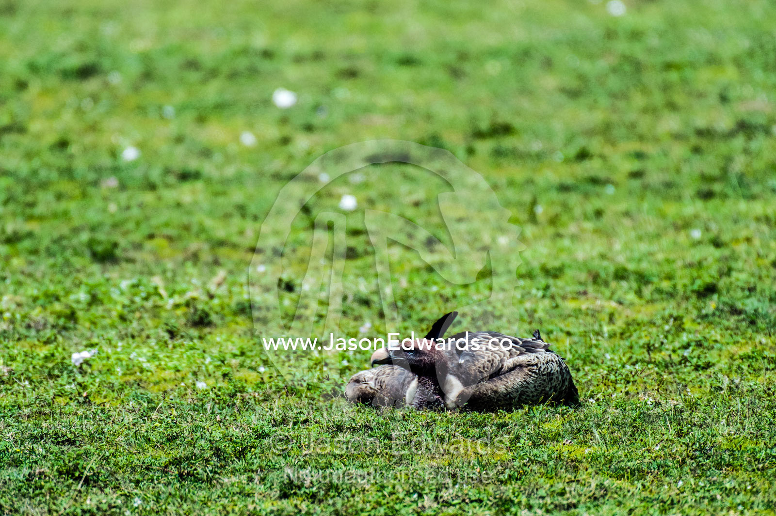 A Ruppell's Vulture lying on the savannah plain to rest. Ngorongoro Conservation Area, Ngorongoro District, Tanzania.