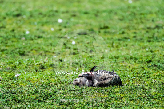 A Ruppell's Vulture lying on the savannah plain to rest. Ngorongoro Conservation Area, Ngorongoro District, Tanzania.