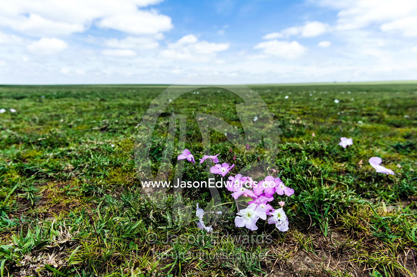 A bouquet of small pink Tissue Paper flowers contrast against the green grass of the savannah plain. Ngorongoro Conservation Area, Ngorongoro District, Tanzania.