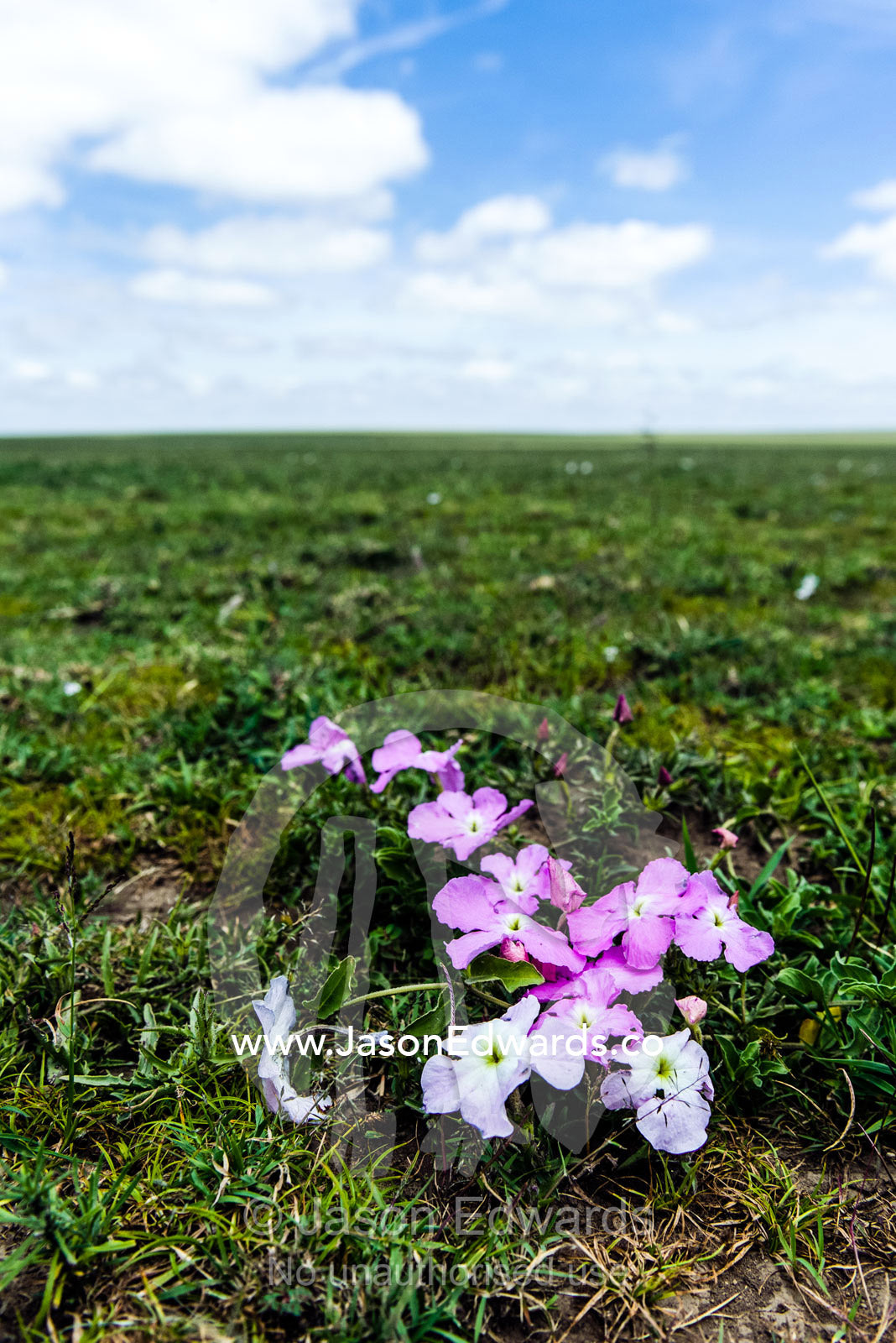 A bouquet of small pink Tissue Paper flowers contrast against the green grass of the savannah plain. Ngorongoro Conservation Area, Ngorongoro District, Tanzania.