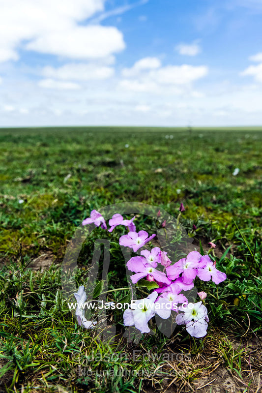 A bouquet of small pink Tissue Paper flowers contrast against the green grass of the savannah plain. Ngorongoro Conservation Area, Ngorongoro District, Tanzania.