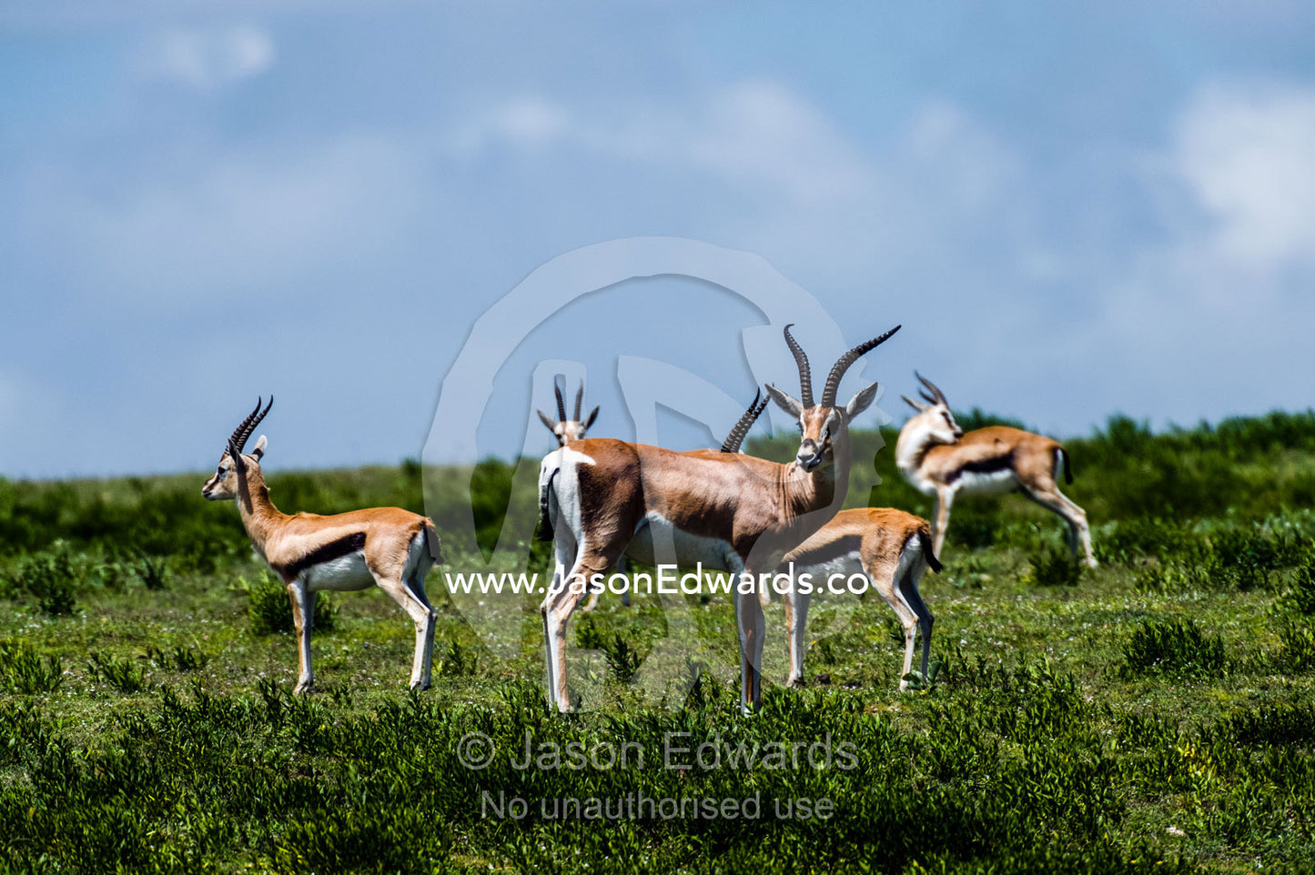 An alert male Grant's Gazelle standing with a herd of Thomson's Gazelle. Ngorongoro Conservation Area, Ngorongoro District, Tanzania.