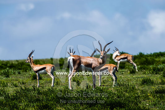 An alert male Grant's Gazelle standing with a herd of Thomson's Gazelle. Ngorongoro Conservation Area, Ngorongoro District, Tanzania.