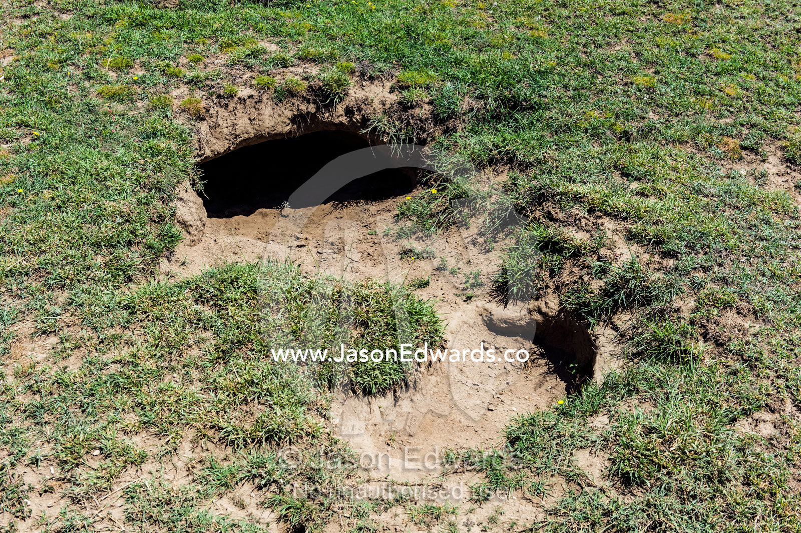 A Spotted Hyena den entrance on the surface of a grassy savannah plain. Ngorongoro Conservation Area, Ngorongoro District, Tanzania.