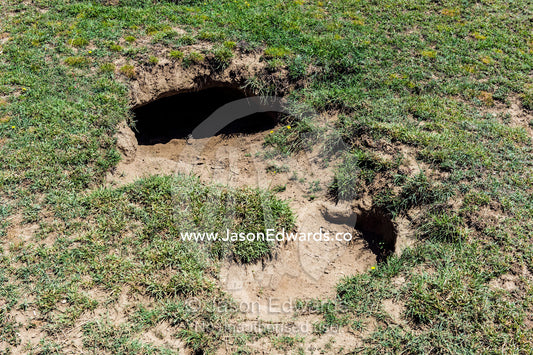 A Spotted Hyena den entrance on the surface of a grassy savannah plain. Ngorongoro Conservation Area, Ngorongoro District, Tanzania.