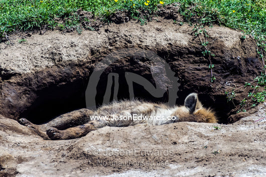 A Spotted Hyena asleep in the entrance to it's den on the savannah plain. Ngorongoro Conservation Area, Ngorongoro District, Tanzania.
