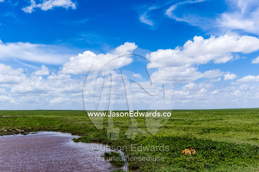 A male African Lion rests among small shrubs next to a waterhole on the savannah plain waiting for prey. Ngorongoro Conservation Area, Ngorongoro District, Tanzania.