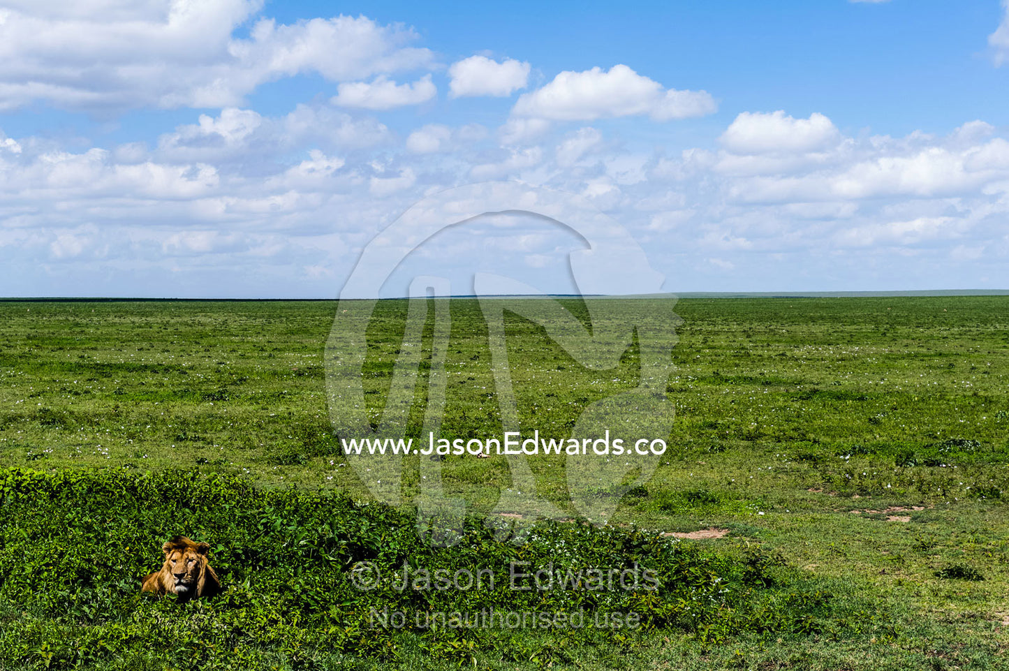 A male African Lion rests among small shrubs on the savannah plain waiting for prey. Ngorongoro Conservation Area, Ngorongoro District, Tanzania.