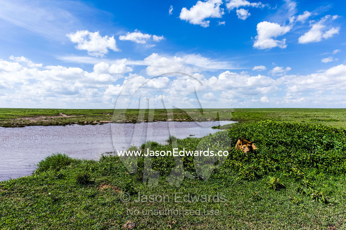 A male African Lion rests among small shrubs next to a waterhole on the savannah plain waiting for prey. Ngorongoro Conservation Area, Ngorongoro District, Tanzania.