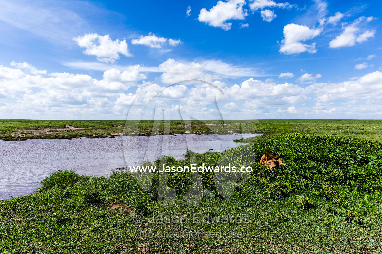 A male African Lion rests among small shrubs next to a waterhole on the savannah plain waiting for prey. Ngorongoro Conservation Area, Ngorongoro District, Tanzania.
