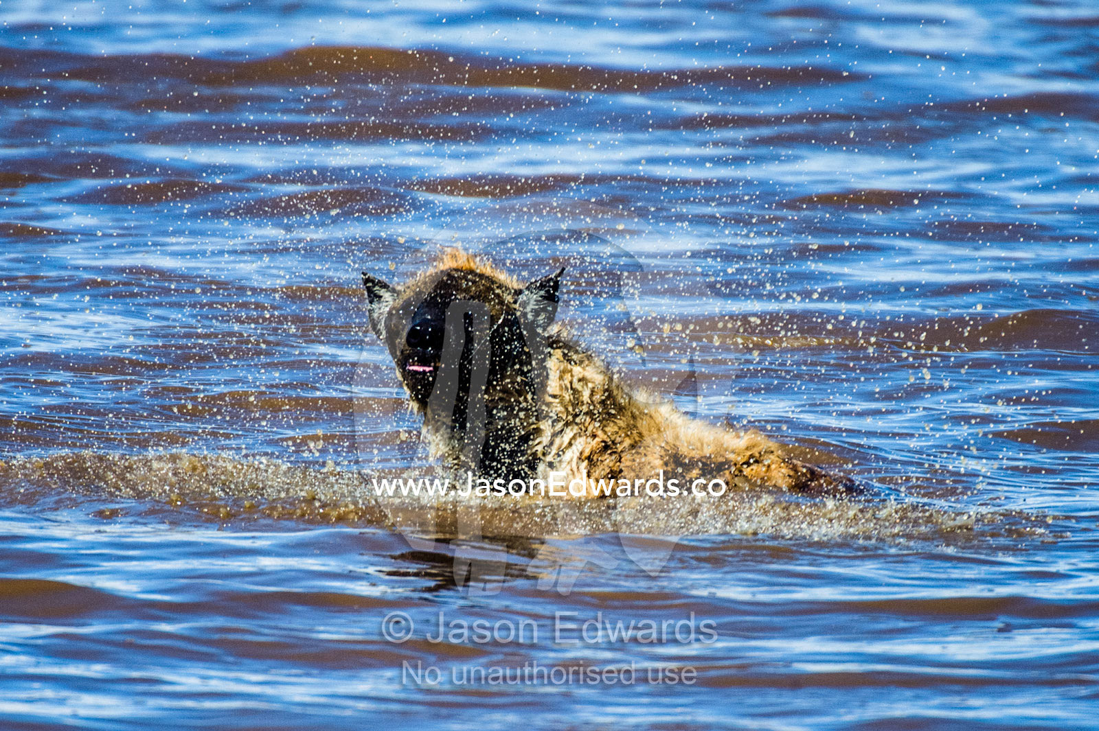 A Spotted Hyena shakes water from it's coat whilst washing in a waterhole. Ngorongoro Conservation Area, Ngorongoro District, Tanzania.