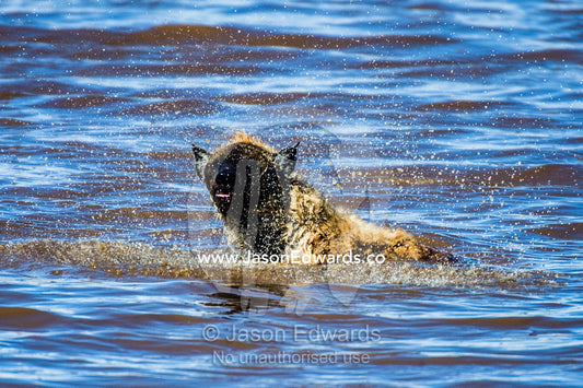 A Spotted Hyena shakes water from it's coat whilst washing in a waterhole. Ngorongoro Conservation Area, Ngorongoro District, Tanzania.