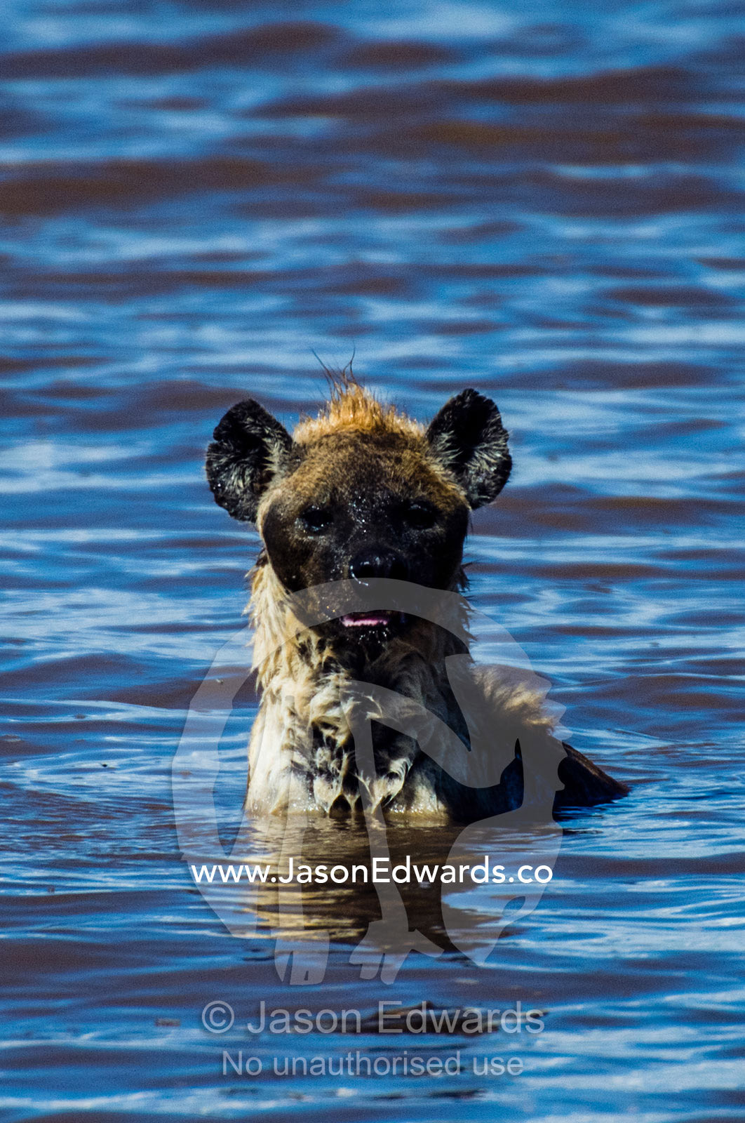 A Spotted Hyena escapes the midday heat by soaking to stay cool in a waterhole. Ngorongoro Conservation Area, Ngorongoro District, Tanzania.
