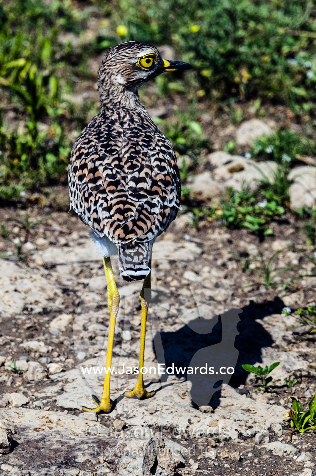 An African Spotted Stone Curlew with it's dappled plumage on the plain. Ngorongoro Conservation Area, Ngorongoro District, Tanzania.