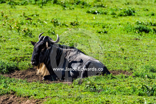 A Blue Wildebeest resting on the short grass plains of the savannah. Ngorongoro Conservation Area, Ngorongoro District, Tanzania.